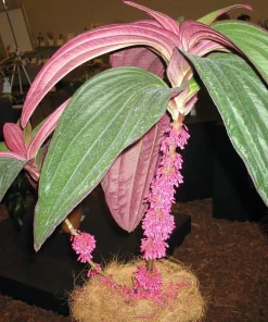 Medinilla Gregori Hambali Live Plant - Exotic Indoor Orchid - 4