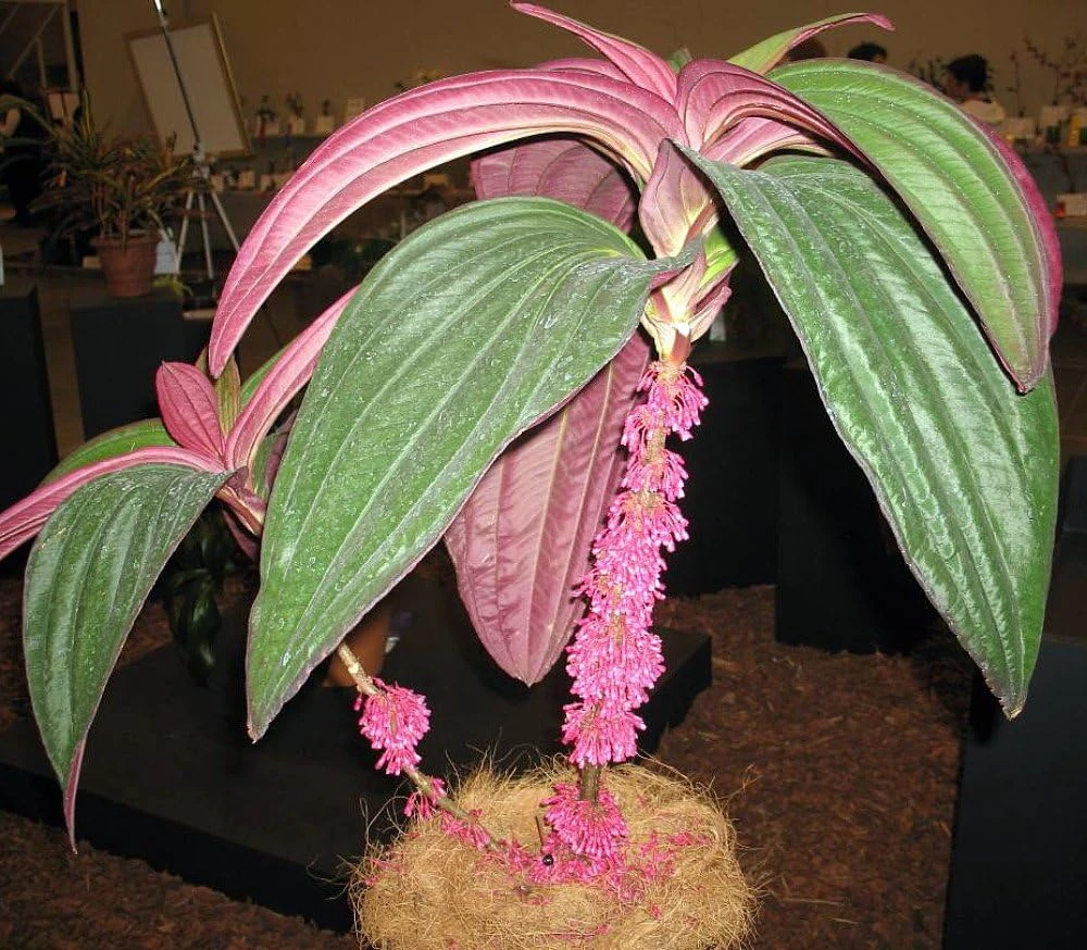 Medinilla Gregori Hambali Live Plant - Exotic Indoor Orchid - 4" Pot - Image 1