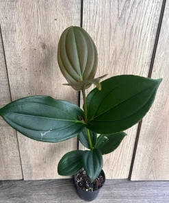 Medinilla myriantha – Malaysian Grapes in 4