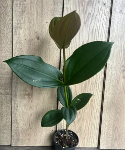 Medinilla myriantha – Malaysian Grapes in 4