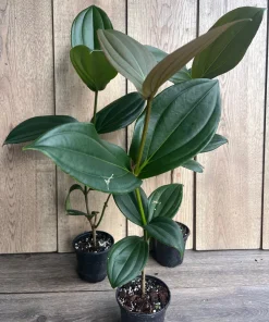 Medinilla myriantha – Malaysian Grapes in 4