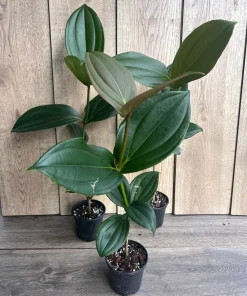 Medinilla myriantha – Malaysian Grapes in 4