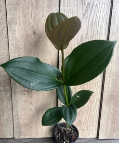 Medinilla myriantha – Malaysian Grapes in 4