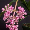 Medinilla myriantha – Malaysian Grapes in 4" Pot - Image 1
