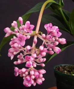 Medinilla myriantha – Malaysian Grapes in 4