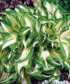 Mediovariegata Hosta Undulata Live Plant – Wavy Leaves – 4 inch Pot – Outdoor Shade Plant - Image 2