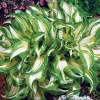 Mediovariegata Hosta Undulata Live Plant – Wavy Leaves – 4 inch Pot – Outdoor Shade Plant - Image 1