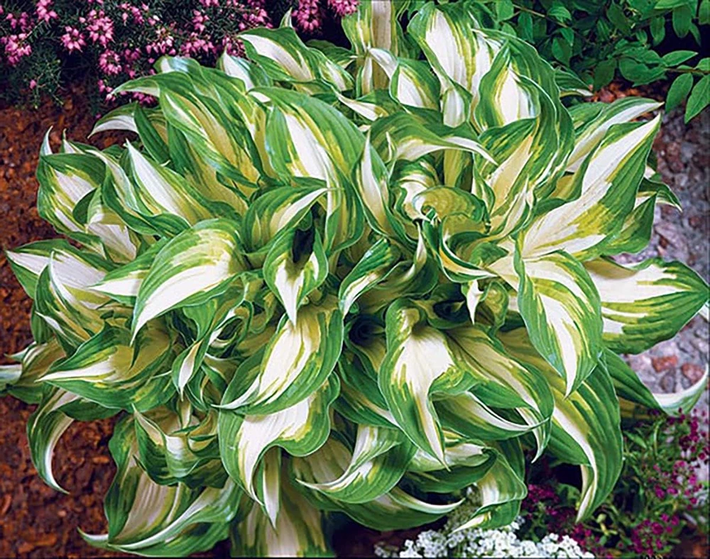 Mediovariegata Hosta Undulata Live Plant – Wavy Leaves – 4 inch Pot – Outdoor Shade Plant - Image 1