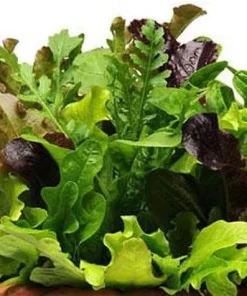 Mediterranean Alfresco Salad Mix Seeds - 10 Pellets, Lettuces, Arugula, Endive, Radicchio, 35 Days to Harvest - Image 2