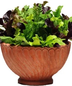 Mediterranean Alfresco Salad Mix Seeds - 10 Pellets, Lettuces, Arugula, Endive, Radicchio, 35 Days to Harvest - Image 1