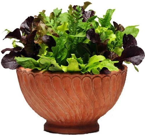 Mediterranean Alfresco Salad Mix Seeds - 10 Pellets, Lettuces, Arugula, Endive, Radicchio, 35 Days to Harvest - Image 1