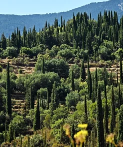 Mediterranean Cypress Seeds - 20 Italian Pencil Pine Cedar Cupressus Sempervirens Stricta Seeds - Image 10