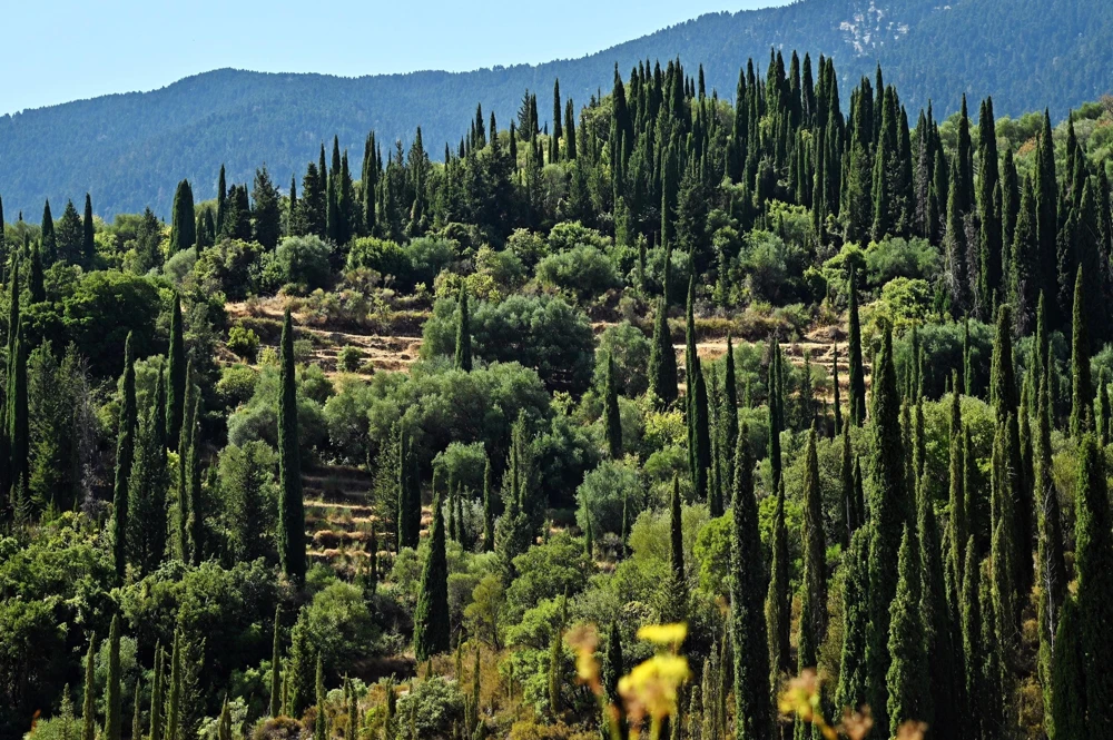 Mediterranean Cypress Seeds - 20 Italian Pencil Pine Cedar Cupressus Sempervirens Stricta Seeds - Image 10