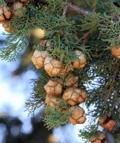 Mediterranean Cypress Seeds - 20 Italian Pencil Pine Cedar Cupressus Sempervirens Stricta Seeds - Image 11