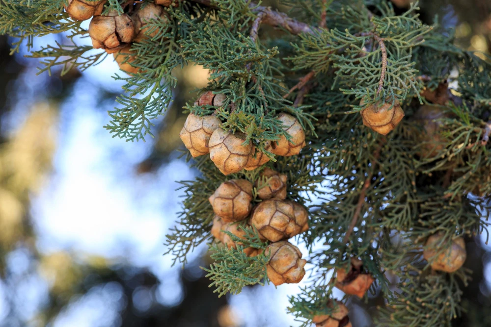 Mediterranean Cypress Seeds - 20 Italian Pencil Pine Cedar Cupressus Sempervirens Stricta Seeds - Image 11