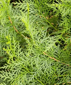 Mediterranean Cypress Seeds - 20 Italian Pencil Pine Cedar Cupressus Sempervirens Stricta Seeds - Image 12