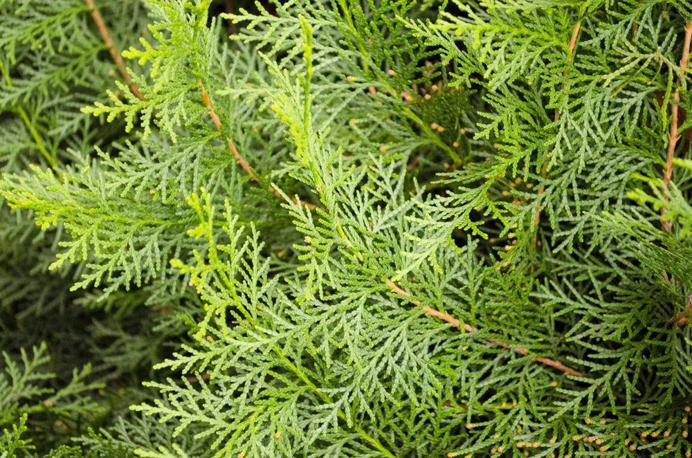 Mediterranean Cypress Seeds - 20 Italian Pencil Pine Cedar Cupressus Sempervirens Stricta Seeds - Image 12