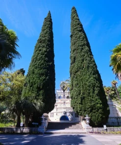 Mediterranean Cypress Seeds - 20 Italian Pencil Pine Cedar Cupressus Sempervirens Stricta Seeds - Image 13