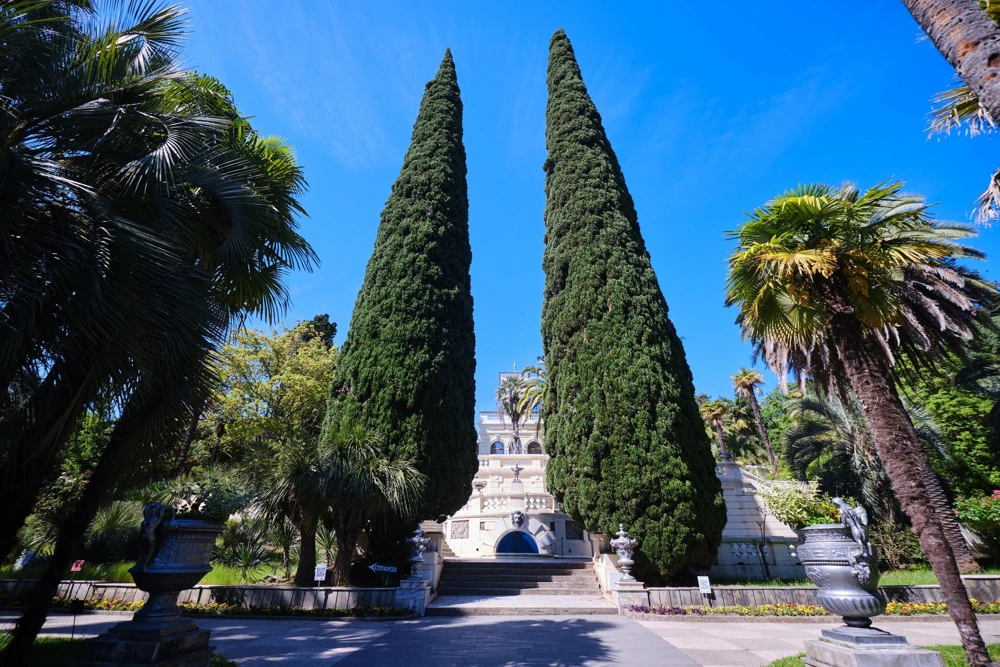 Mediterranean Cypress Seeds - 20 Italian Pencil Pine Cedar Cupressus Sempervirens Stricta Seeds - Image 13