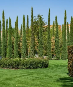 Mediterranean Cypress Seeds - 20 Italian Pencil Pine Cedar Cupressus Sempervirens Stricta Seeds - Image 14