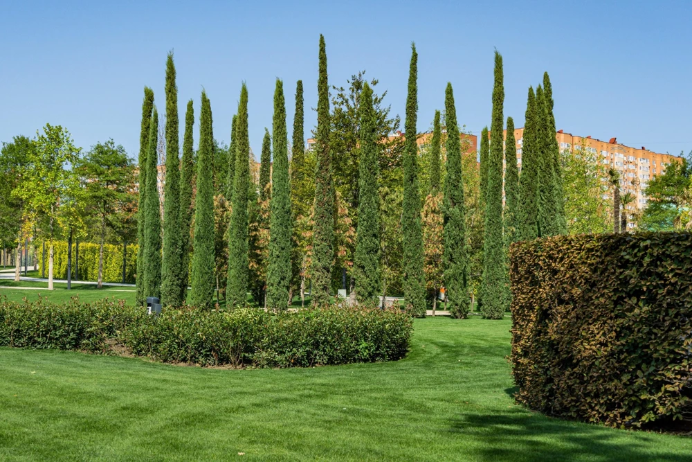 Mediterranean Cypress Seeds - 20 Italian Pencil Pine Cedar Cupressus Sempervirens Stricta Seeds - Image 14