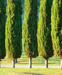 Mediterranean Cypress Seeds - 20 Italian Pencil Pine Cedar Cupressus Sempervirens Stricta Seeds - Image 2
