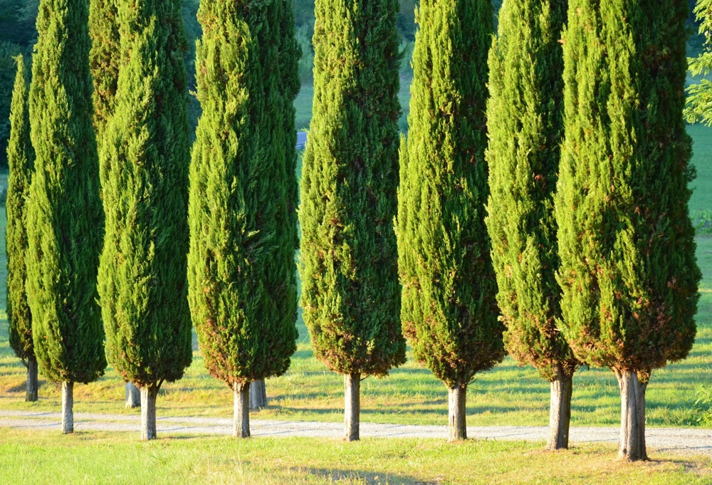 Mediterranean Cypress Seeds - 20 Italian Pencil Pine Cedar Cupressus Sempervirens Stricta Seeds - Image 2