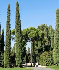 Mediterranean Cypress Seeds - 20 Italian Pencil Pine Cedar Cupressus Sempervirens Stricta Seeds - Image 3