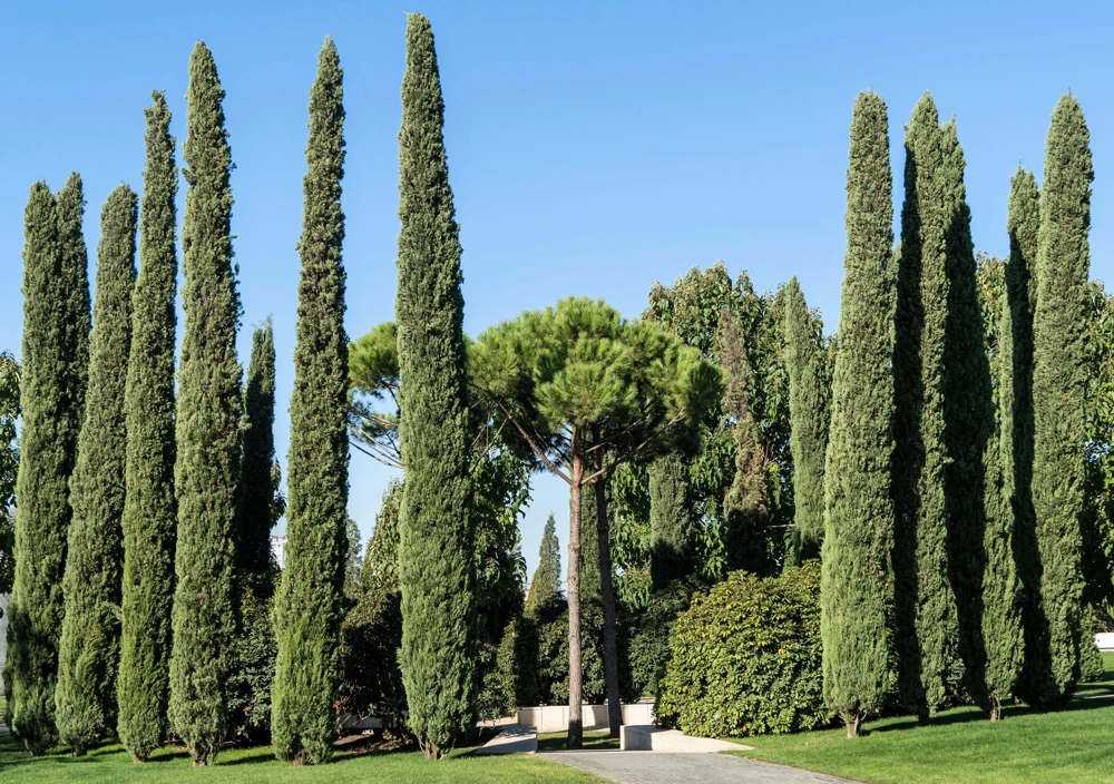 Mediterranean Cypress Seeds - 20 Italian Pencil Pine Cedar Cupressus Sempervirens Stricta Seeds - Image 3