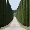 Mediterranean Cypress Seeds - 20 Italian Pencil Pine Cedar Cupressus Sempervirens Stricta Seeds - Image 1