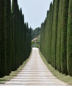 Mediterranean Cypress Seeds - 20 Italian Pencil Pine Cedar Cupressus Sempervirens Stricta Seeds - Image 1