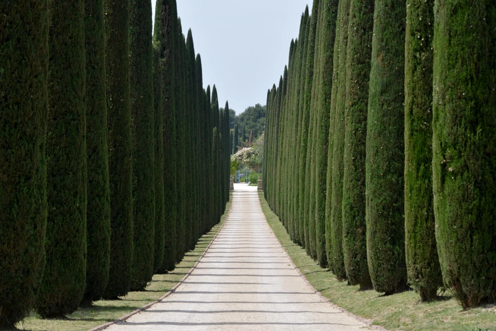 Mediterranean Cypress Seeds - 20 Italian Pencil Pine Cedar Cupressus Sempervirens Stricta Seeds - Image 1