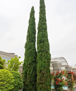 Mediterranean Cypress Seeds - 20 Italian Pencil Pine Cedar Cupressus Sempervirens Stricta Seeds - Image 4