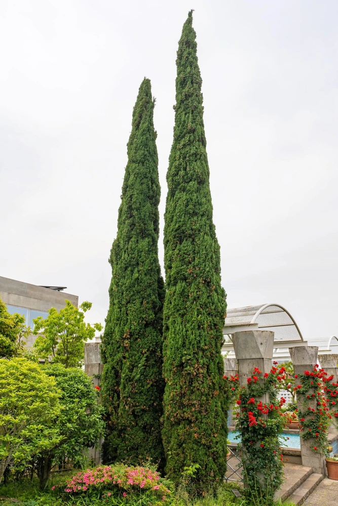 Mediterranean Cypress Seeds - 20 Italian Pencil Pine Cedar Cupressus Sempervirens Stricta Seeds - Image 4
