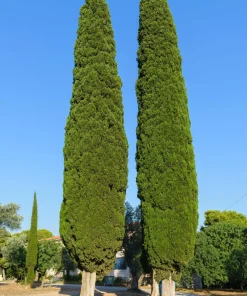 Mediterranean Cypress Seeds - 20 Italian Pencil Pine Cedar Cupressus Sempervirens Stricta Seeds - Image 5