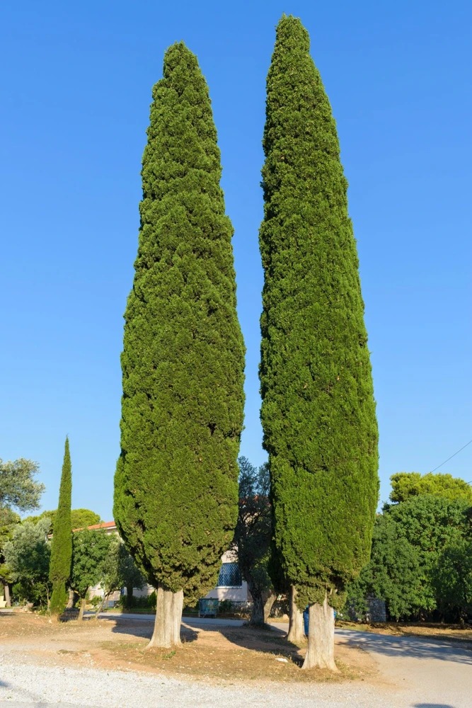 Mediterranean Cypress Seeds - 20 Italian Pencil Pine Cedar Cupressus Sempervirens Stricta Seeds - Image 5