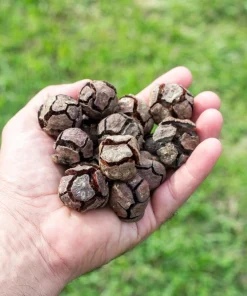 Mediterranean Cypress Seeds - 20 Italian Pencil Pine Cedar Cupressus Sempervirens Stricta Seeds - Image 6