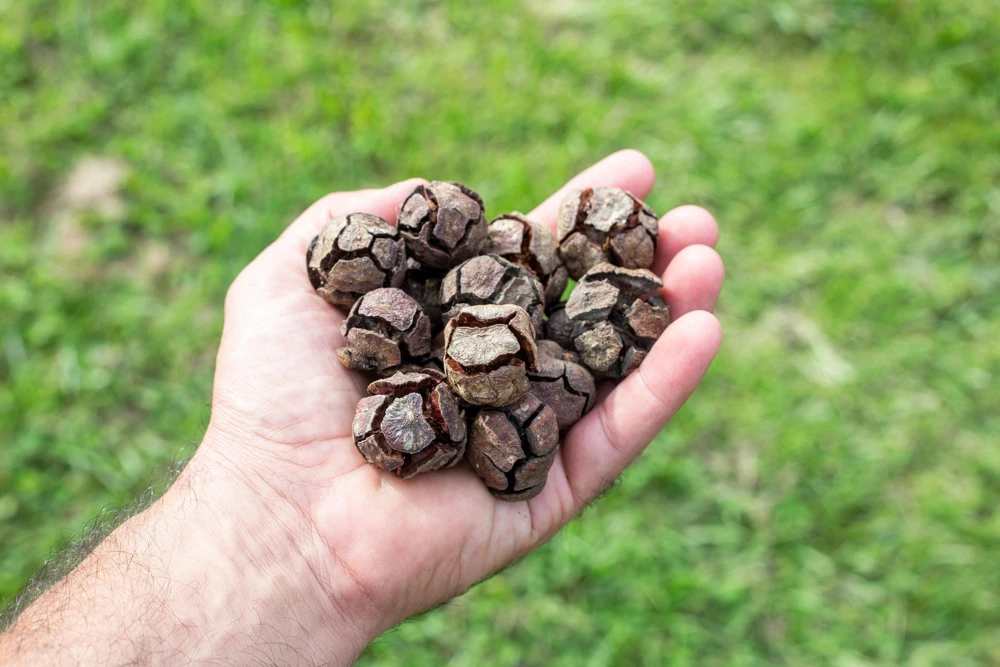 Mediterranean Cypress Seeds - 20 Italian Pencil Pine Cedar Cupressus Sempervirens Stricta Seeds - Image 6