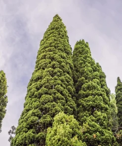 Mediterranean Cypress Seeds - 20 Italian Pencil Pine Cedar Cupressus Sempervirens Stricta Seeds - Image 7