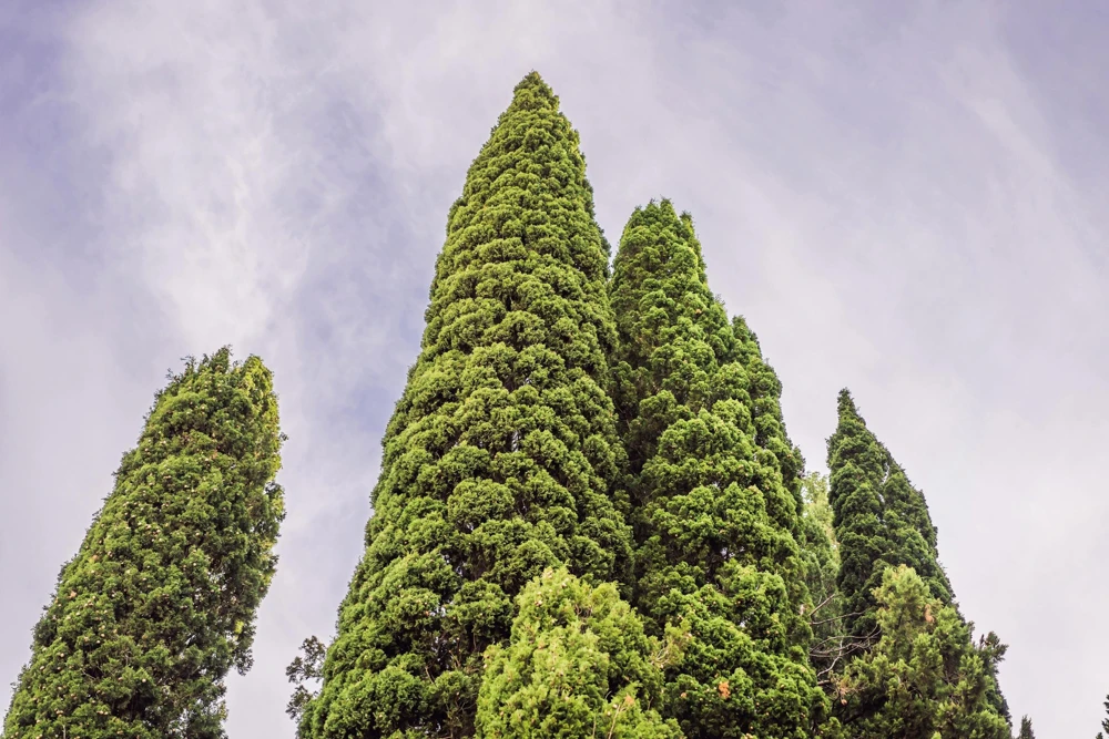 Mediterranean Cypress Seeds - 20 Italian Pencil Pine Cedar Cupressus Sempervirens Stricta Seeds - Image 7