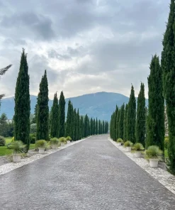 Mediterranean Cypress Seeds - 20 Italian Pencil Pine Cedar Cupressus Sempervirens Stricta Seeds - Image 8