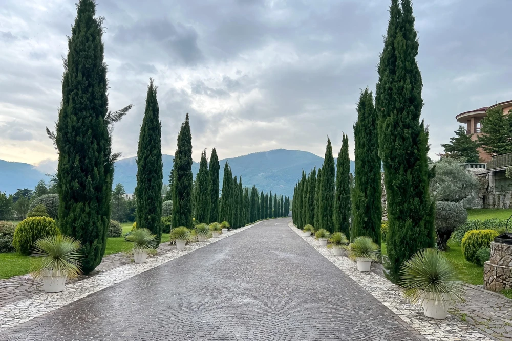 Mediterranean Cypress Seeds - 20 Italian Pencil Pine Cedar Cupressus Sempervirens Stricta Seeds - Image 8