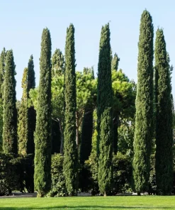 Mediterranean Cypress Seeds - 20 Italian Pencil Pine Cedar Cupressus Sempervirens Stricta Seeds - Image 9