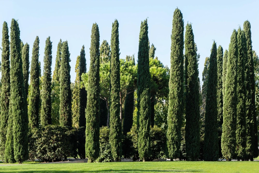 Mediterranean Cypress Seeds - 20 Italian Pencil Pine Cedar Cupressus Sempervirens Stricta Seeds - Image 9