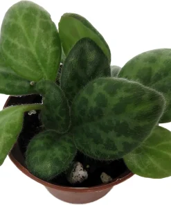 Mellow Yellow Asian Violet Live Plant - Primulina Houseplant - 2.5