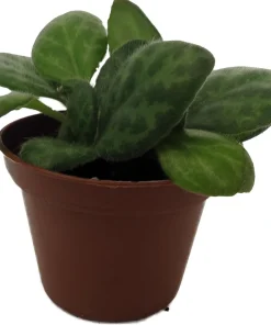 Mellow Yellow Asian Violet Live Plant - Primulina Houseplant - 2.5