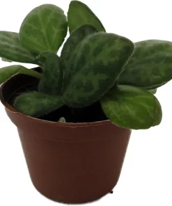 Mellow Yellow Asian Violet Live Plant - Primulina Houseplant - 2.5