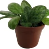 Mellow Yellow Asian Violet Live Plant - Primulina Houseplant - 2.5" Pot - Image 1