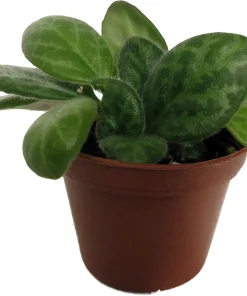 Mellow Yellow Asian Violet Live Plant - Primulina Houseplant - 2.5