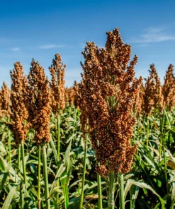 Mennonite Sorghum Seeds - 50 Count Heirloom Sugar Cane Grain Vegetable - Image 2